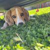 .lana.the.beagle