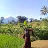 syarifahasliha