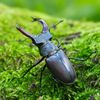 the.beetle7
