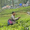 endang.gonz