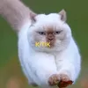 sghwvawh