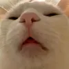 sosthanhvu