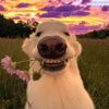 chill.dog0