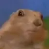 daily_dramatic_chipmunk