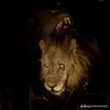mapogocoalitionandlions