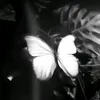 en_ibv