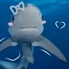 sharksaresocute1