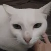 hobbiesblader