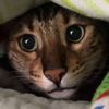 indianajonesbengal
