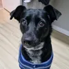 blogdacacauzinha