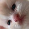 ayinelle_