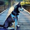 rockyhuskysiberian_