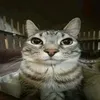 kotara_dildoglotara44