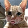 xongcugay1