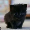 lorybayer_ilovecat