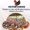 victorchicks