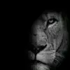 angry_lion001
