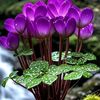 nur.hayati4597