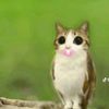 injeolmi_sya
