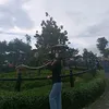 amellagurr