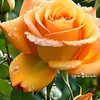 abdul.ghafoor0038