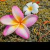 jannat67593