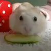 hammy1644