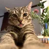 coq.chat