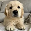 mavey_the_golden_puppy