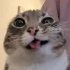 dlaczgq5