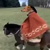 elpanar1