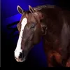 .eequestrianeditss