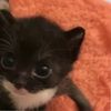ilove_kittycat0