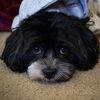 Little Miss Ruby