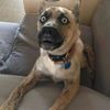 max.dingo