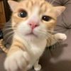 chobiiii_21