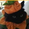 coloradocatguy