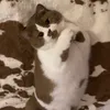 bachhoatanda