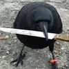 kiraraven13