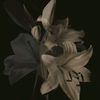 imhope_4