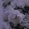 kiara.villalobos77
