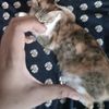 shairyne.dimas4