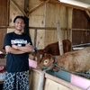 kandangtigaputrafarm