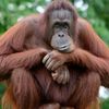 orang.hutan1965