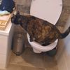 sophiethecat_0228
