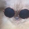 171978cats