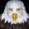 dj.realistic.eagle