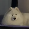 samoyed5065