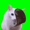 catgreenscreen