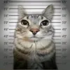 danya98248